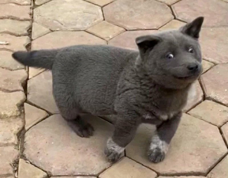 Le Persone Credono Che Questo Cucciolo Sia Un Incrocio Tra Cane E Gatto Guarda Le Foto E Resterai Senza Parole Mondo Animale