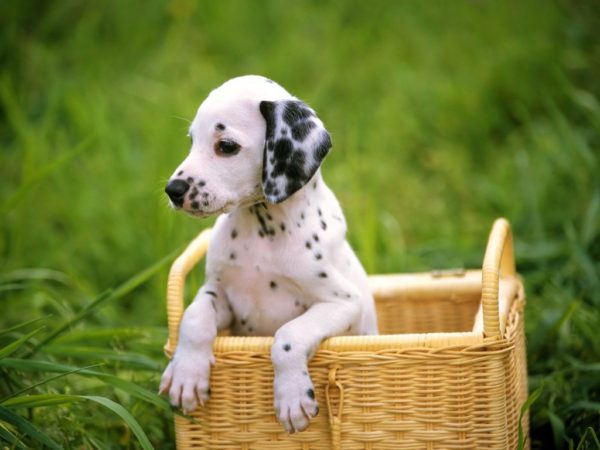 🐶 Ecco perché molti cani dalmata sono sordi da un orecchio » Animali nel  mondo