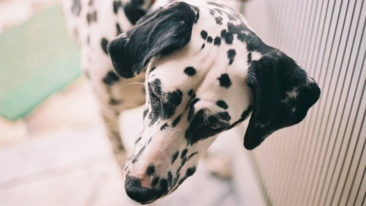 I dalmata sono spesso sordi da un solo orecchio: il vero motivo » Animali  nel mondo