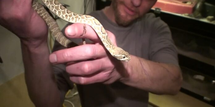 1746279250-serpenti